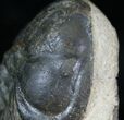 Big / Inch Struveaspis Trilobite #4085-2